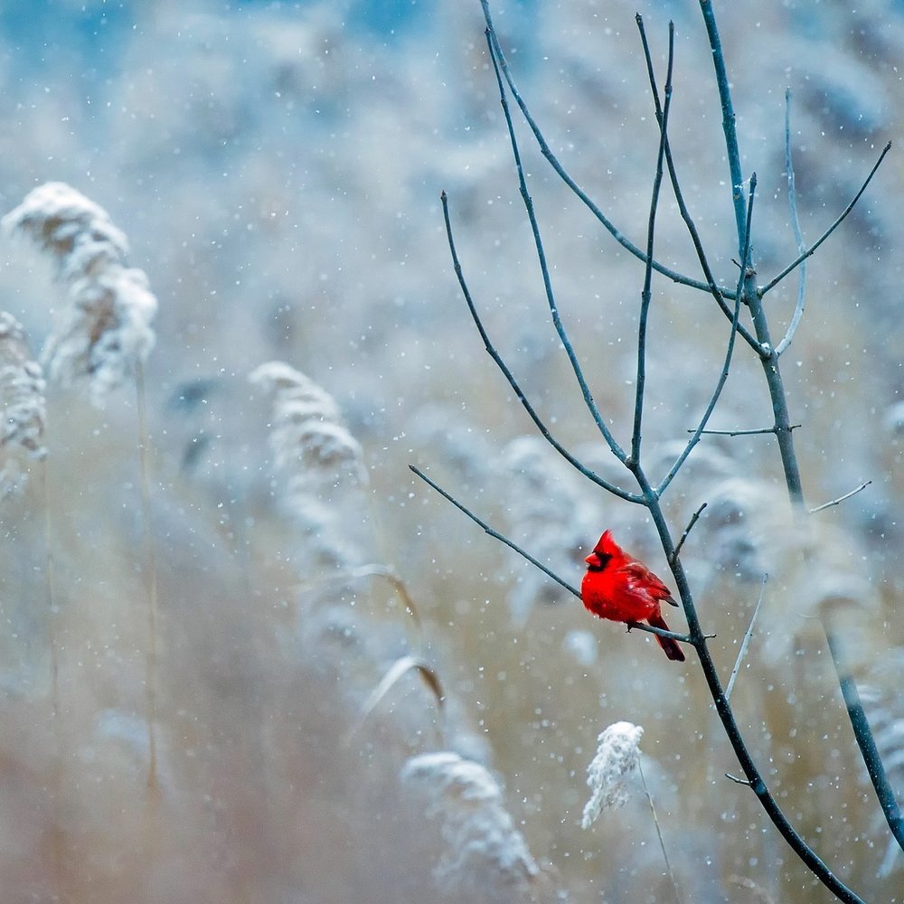 Winter